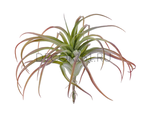 Тилландсия розетка св.зелёная с бордо припылённая в-12 см, д-25 см 6/36 20.091406RG