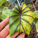 Колоказия PHARAOH MASK VAR