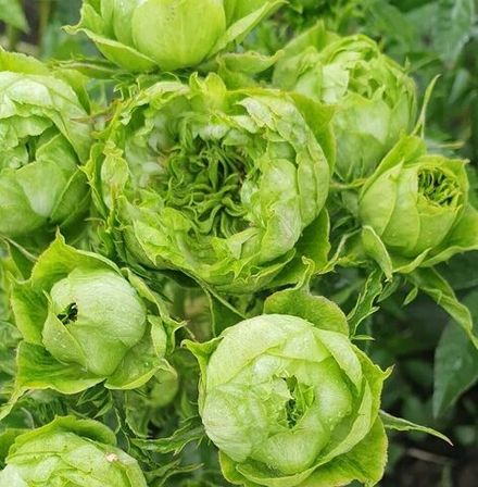 Принцесса Мидори (Princess Midori)