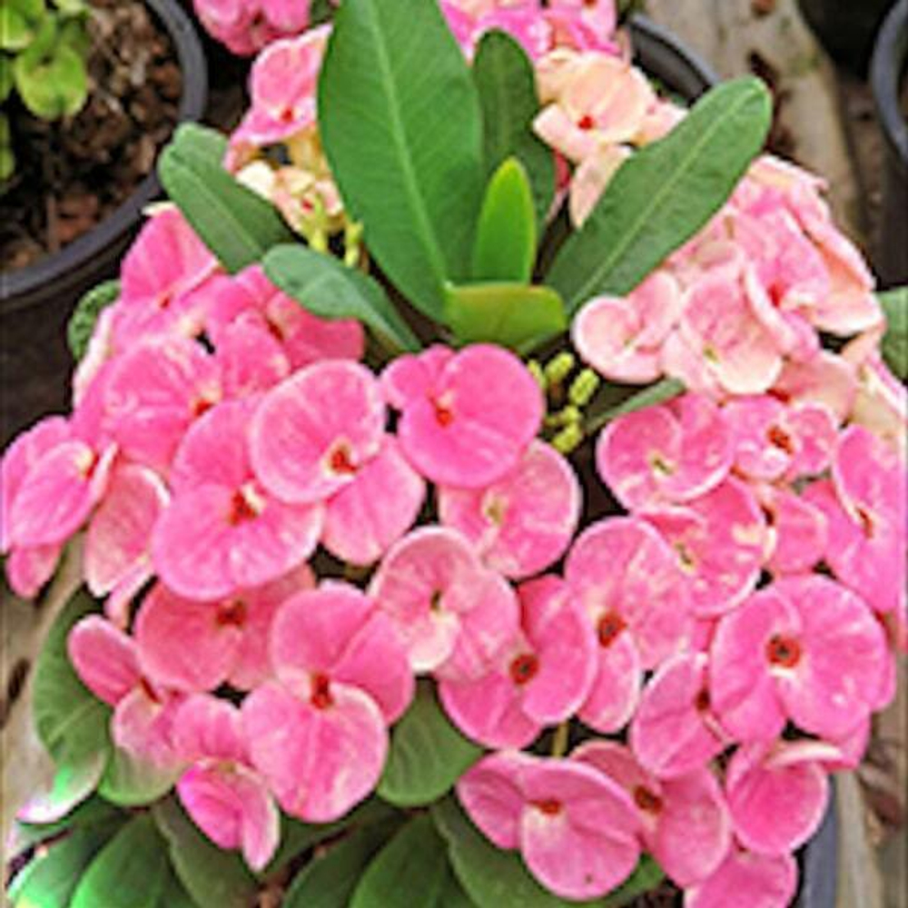 Эуфорбия Миля PINK PURPLE