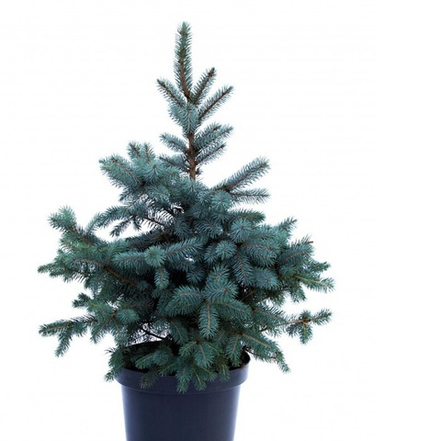 Ель колючая (голубая) Изели Фастигиата С2 25-30