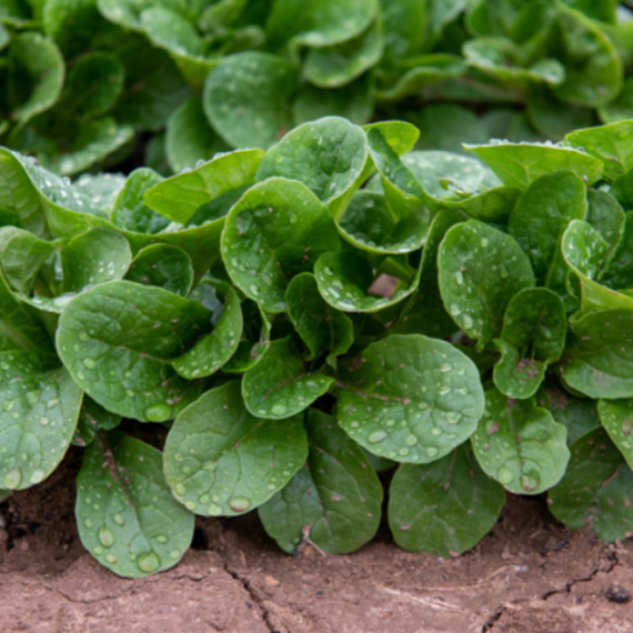 Бонвита семена корн салата (Enza Zaden / ALEXAGRO) купить – фото 2