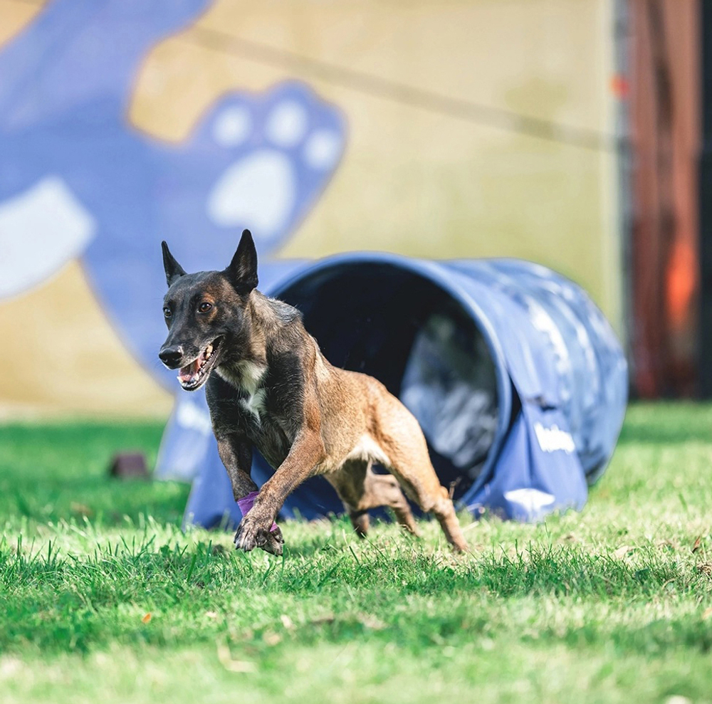 Жесткий тоннель для аджилити DOGLEA 3 метра