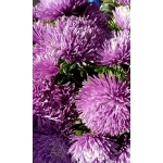 Семена Астра коготковая Люкс (УД) Е/П