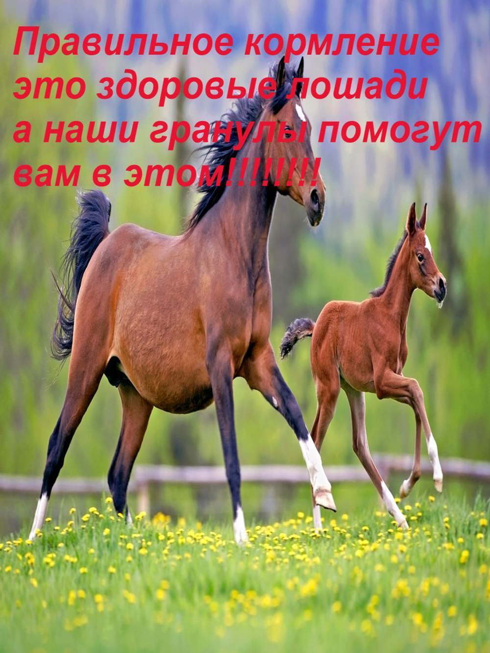 Гранулы мюсли для лошадей жеребят
