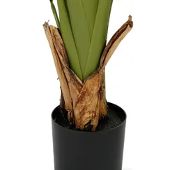 Банановое дерево высота 210 см