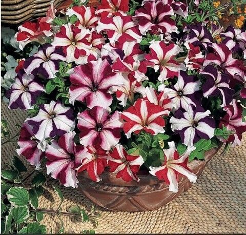 Петуния грандифлора Тритуния Стар Микс