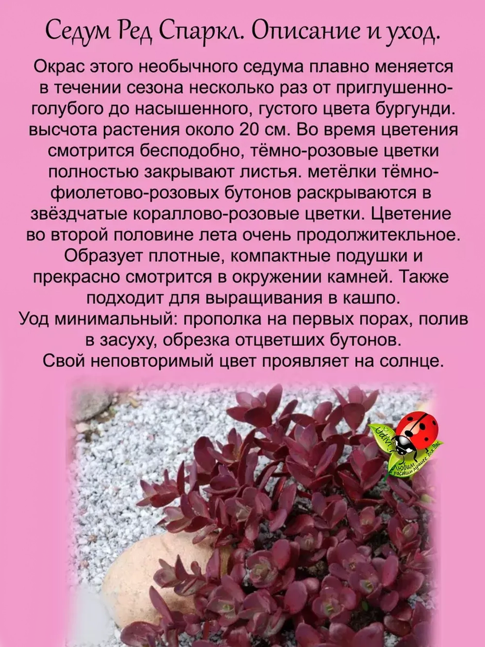 Седум Ред Спарклер Красный блеск очиток почвопокровный