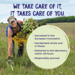 Boiron, Arnicare, таблетки для рассасывания арники (Arnica montana), без добавок, 60 таблеток для рассасывания
