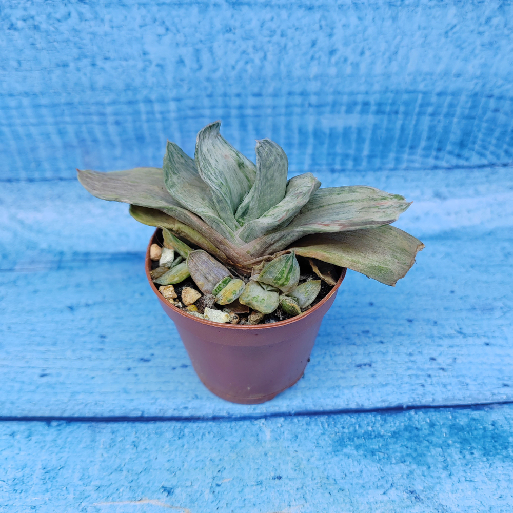 Gasteria Gracilis variegata (Гастерия)