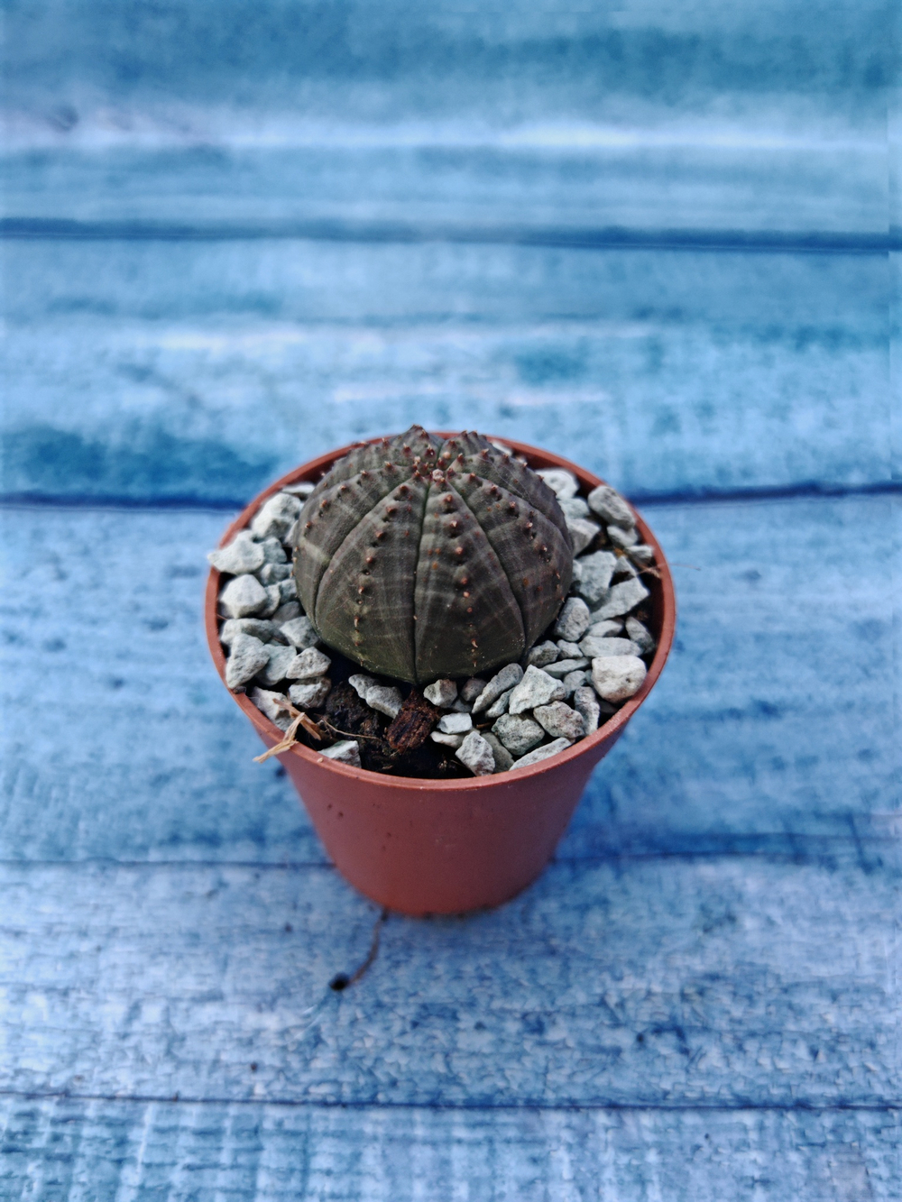 Суккулент Euphorbia Obesa (Эуфорбия)