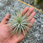 Тилландсия Ionantha Stricta