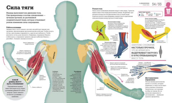 Как работает тело