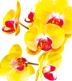 Коллекция Цветы