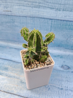 Euphorbia Fruticosa (Эуфорбия)