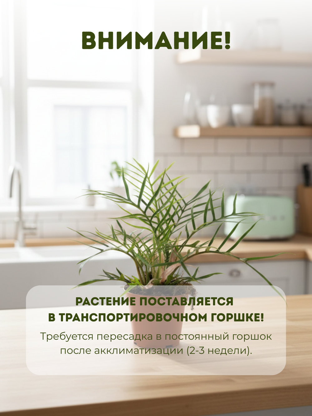 Филодендрон Christmas tree д.12