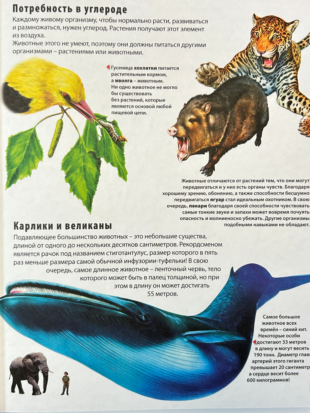 Большая энциклопедия для маленьких любознашек