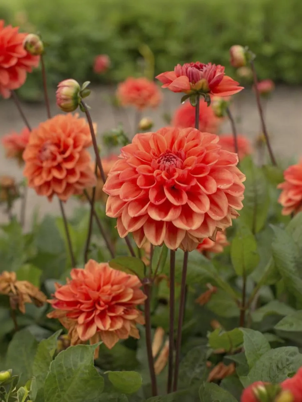 Георгин бордюрный Оранж Наггет