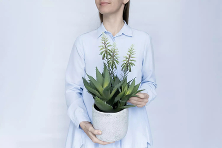 Алоэ цветущий