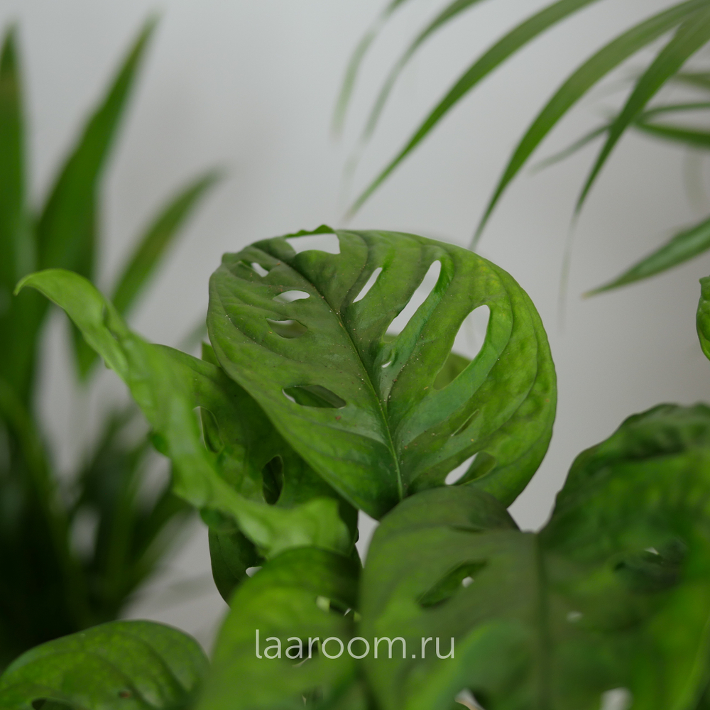 Монстера Аданстони 12/25