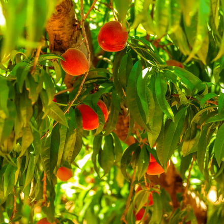 Дерево персиковое лист абсолют (Индия)