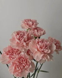 Гвоздика розовая