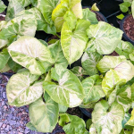 Сингониум MANGO LAVA