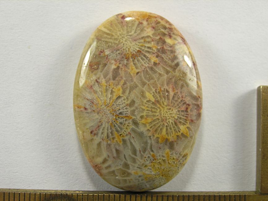 Кабошон коралла окаменелого, овал, 35x25x7 мм (5)