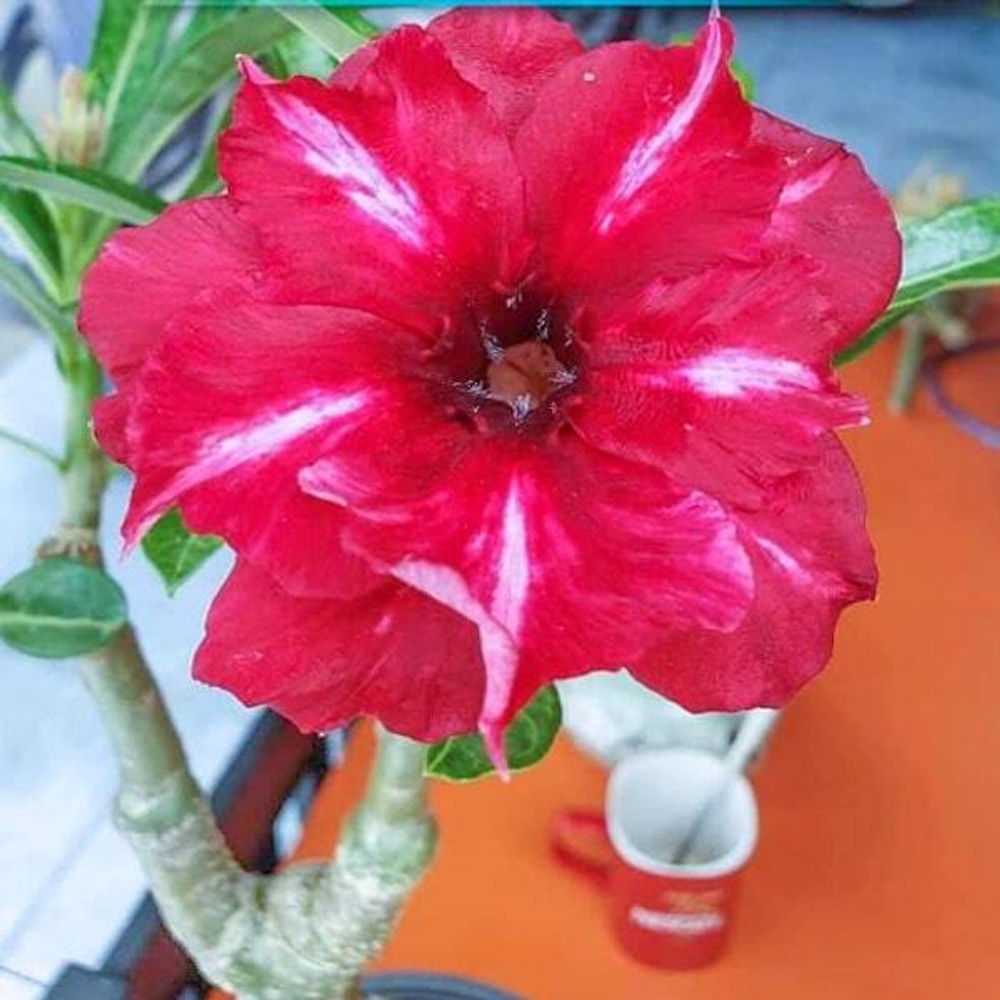 Адениум обесум 190 Đỏ Sọc Trắng