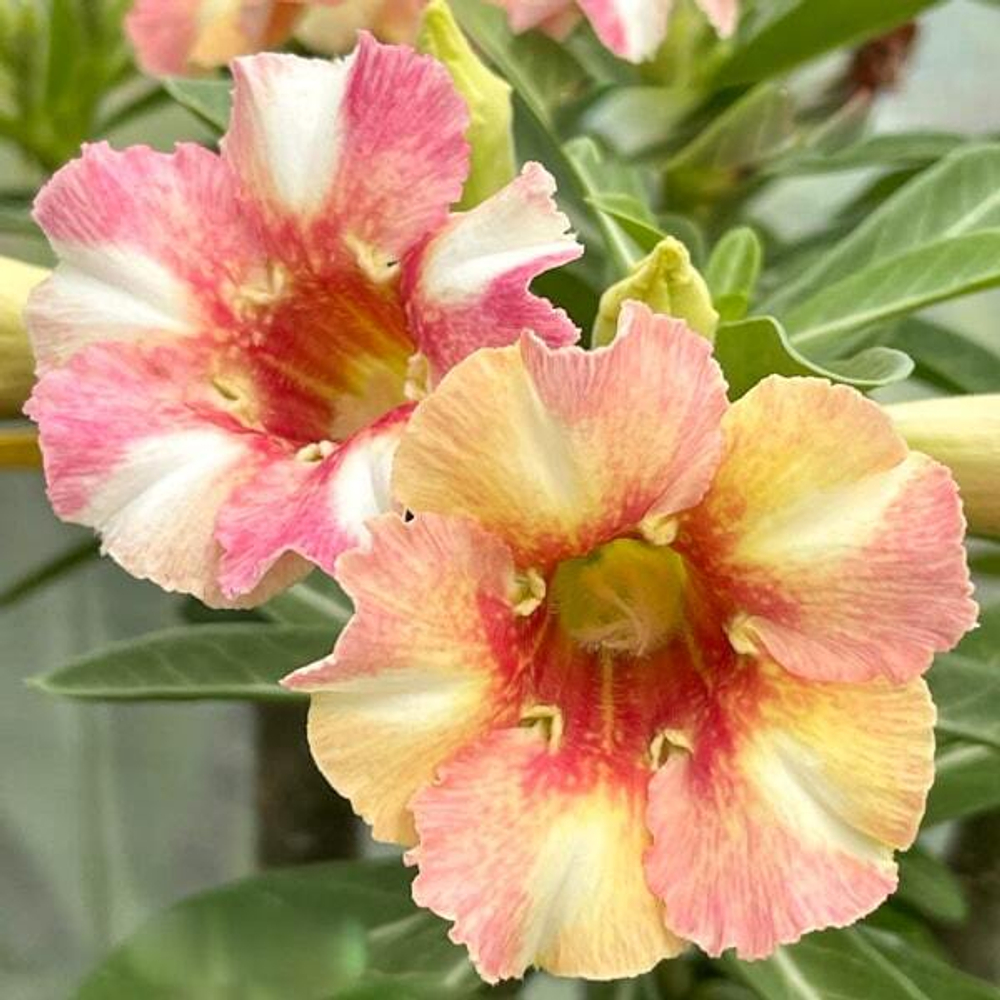 Адениум EVENING SUN