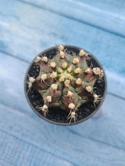 Gymnocalycium T-Rex Pink hybride (Гимнокалициум T-rex)