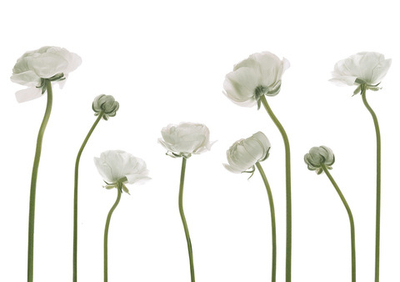 Дизайнерские обои Wall Street GreenDay