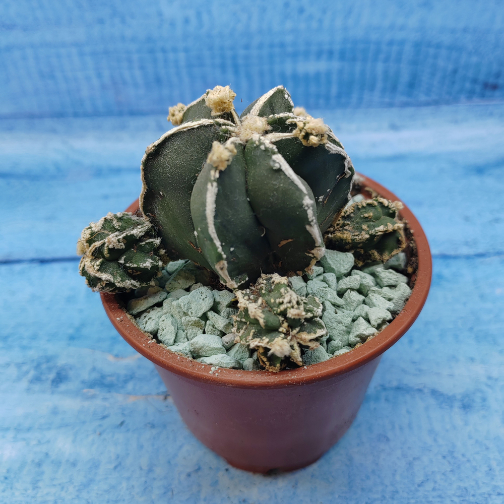 Astrophytum Myriostigma "Hakujo Fukuryu"  (Астрофитум)