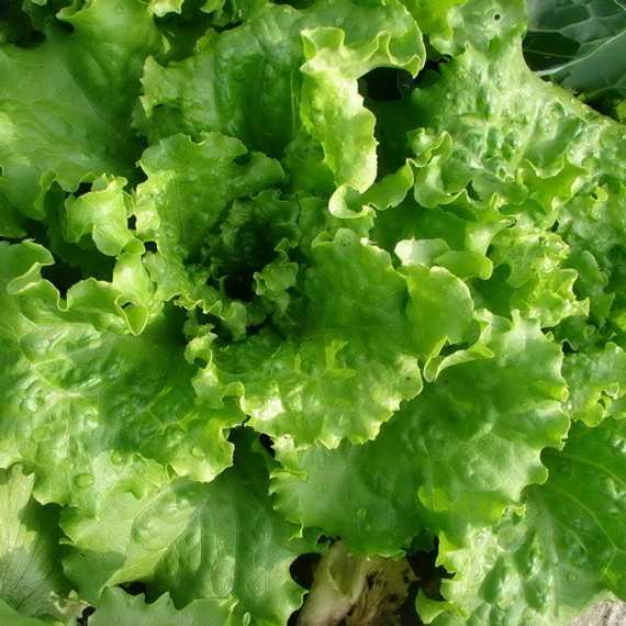 АФИЦИОН РЗ семена салата Rijk Zwaan отзывы – фото 4