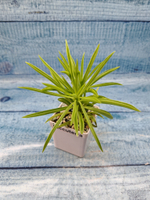 Peperomia Nevada (Пеперомия)