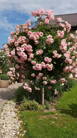 Роза Зе Фаун штамб 80-90 см Закупка М21 весна 2026