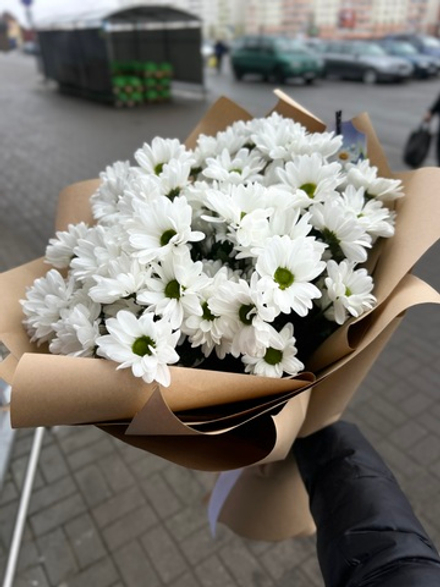 7 веток хризантем Бакарди