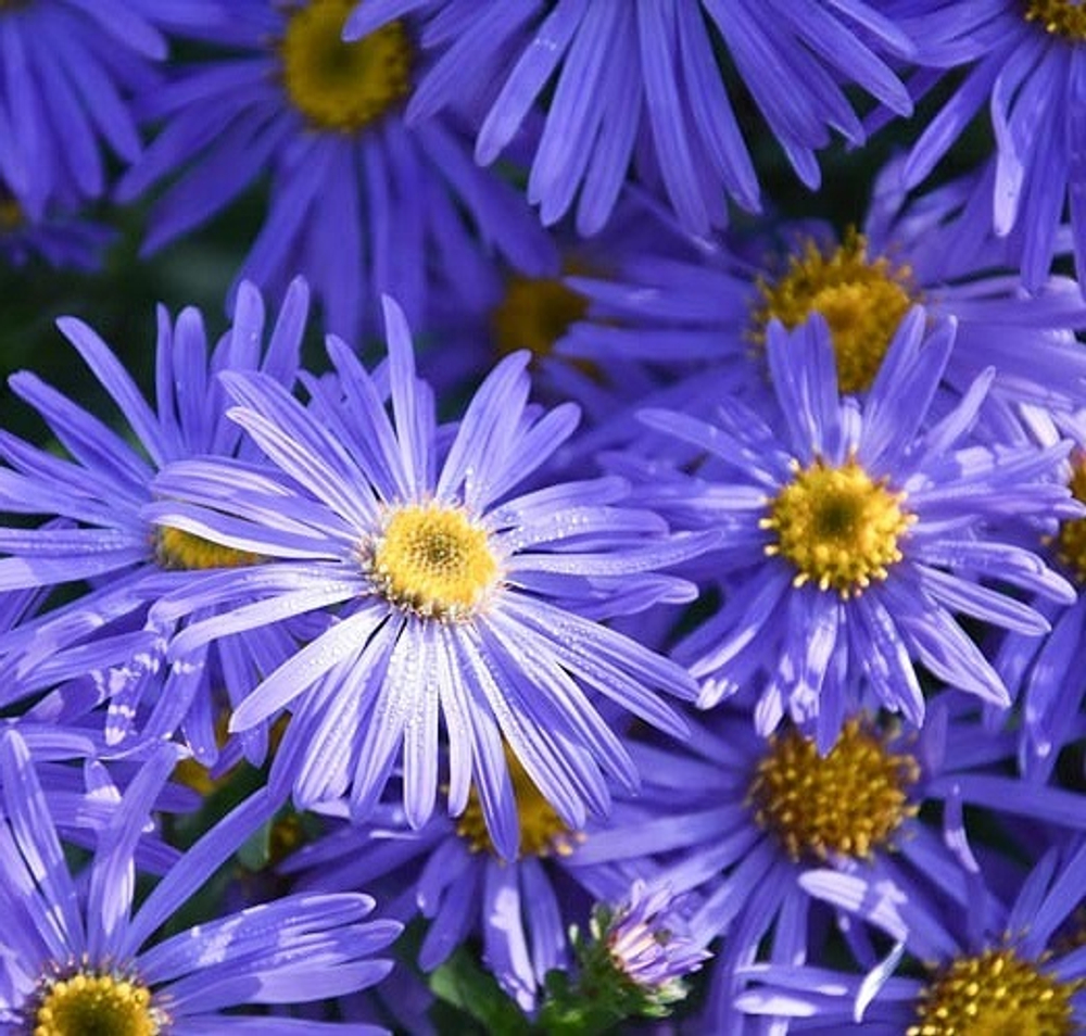 Астра фрикарта "Monch".  Aster frikartii "Monch".