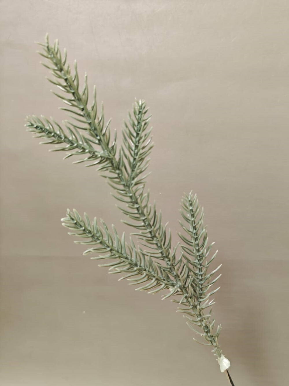 Ветка еловая голубая тоненькая