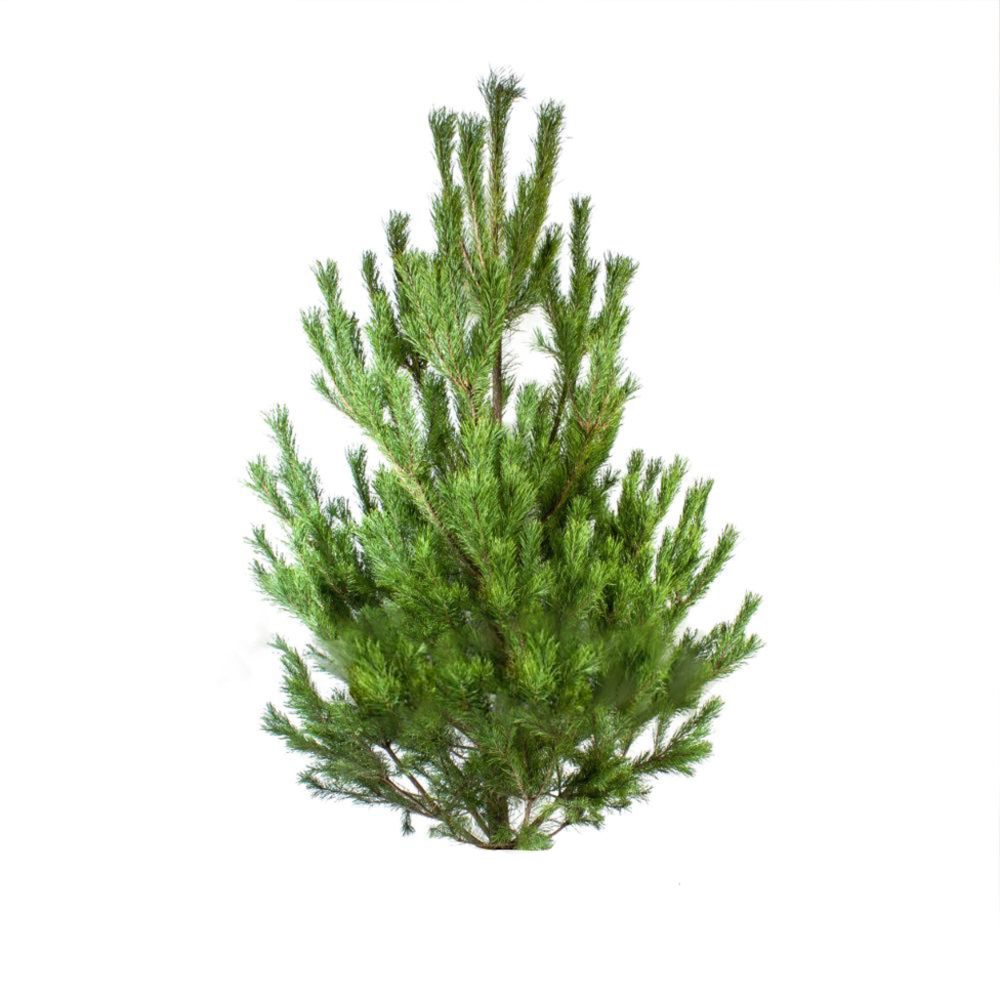 Сосна стандарт до 2 м