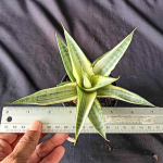 Сансевиерия GABRIELLA WHITE VAR