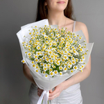 Полевой букет голландская ромашка кустовая матрикария