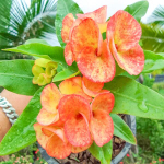 Эуфорбия Миля CHOM CHAN