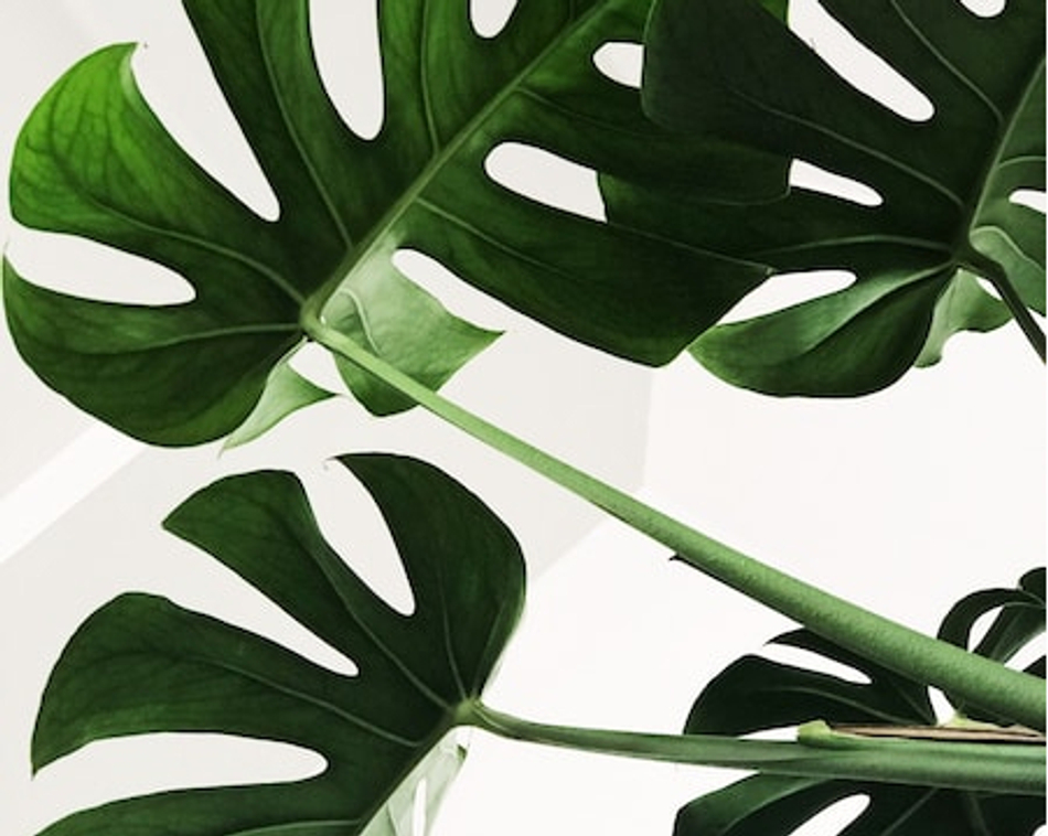 Проверка канонического урла