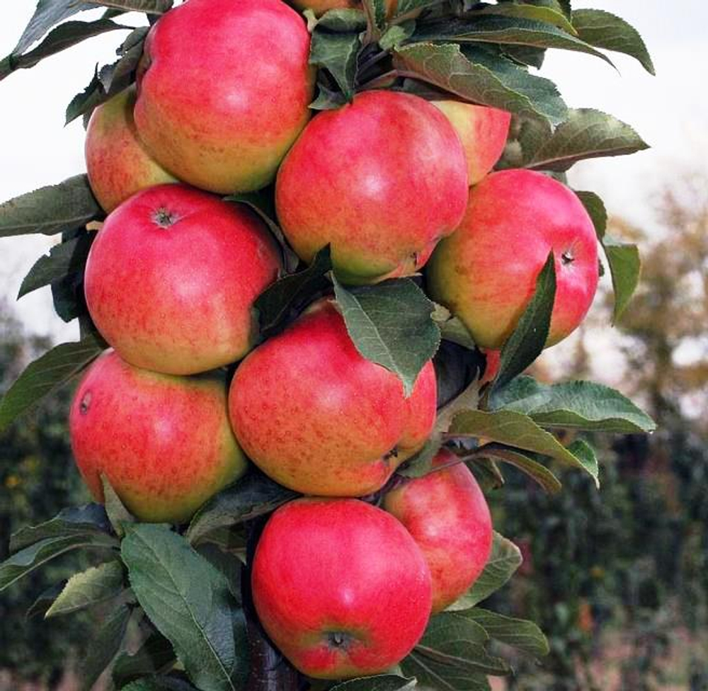 Яблоня колоновидная Васюган летняя