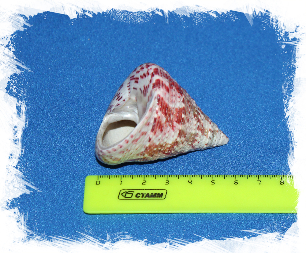 Конический Трохус, 4-6см, 1шт