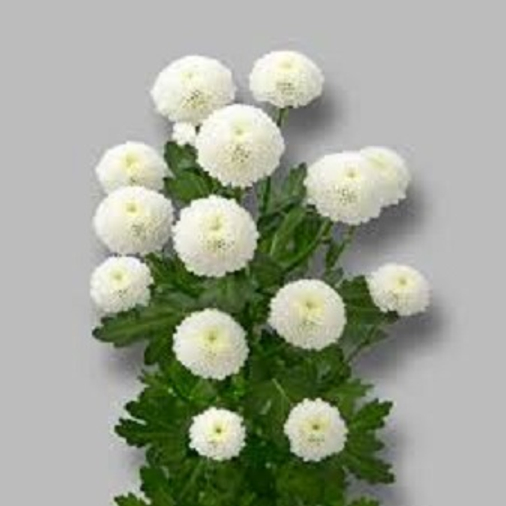 Хризантема кустовая "Ньютон" белая