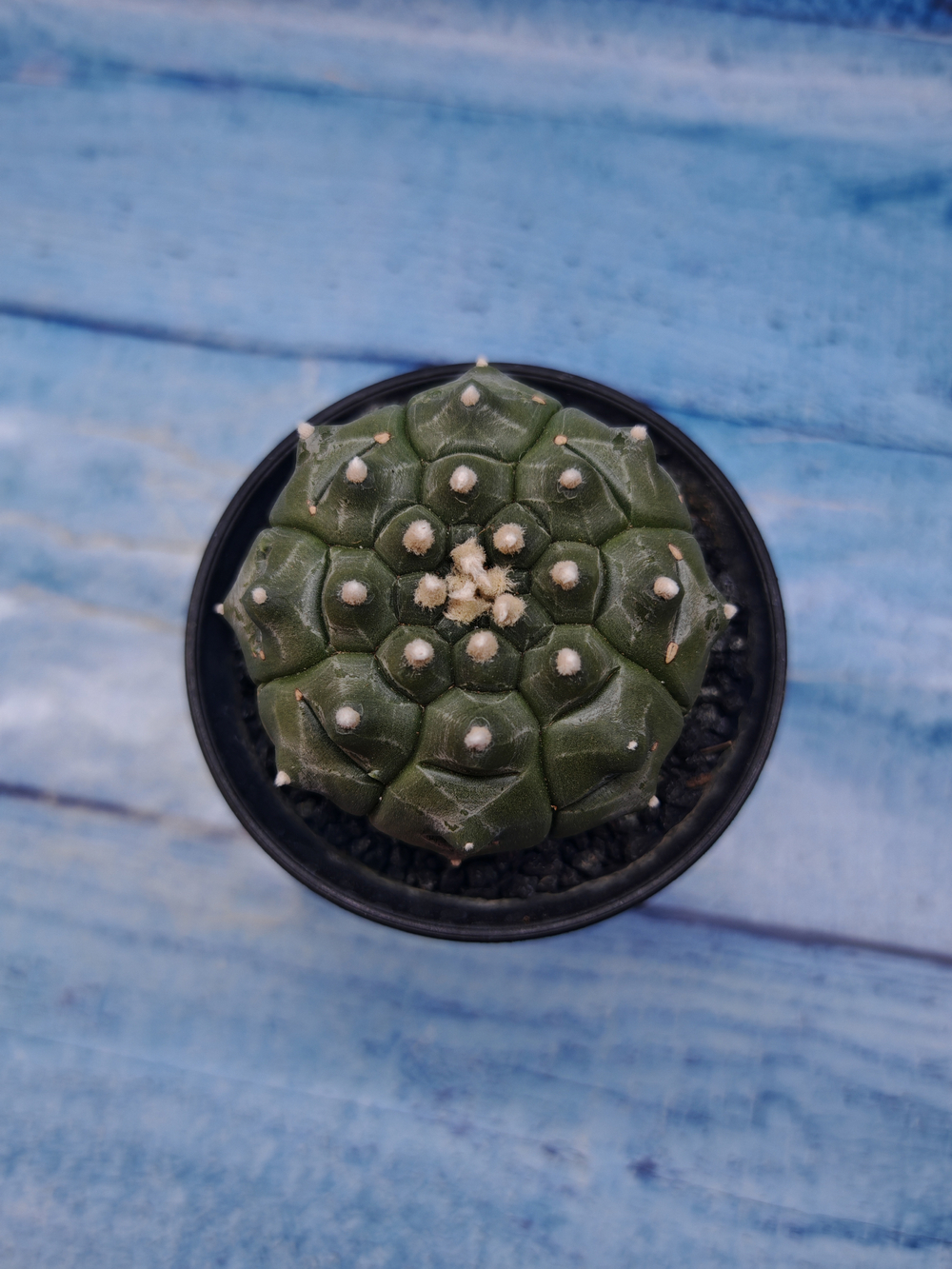 Astrophytum Asterias (Астрофитум)