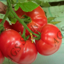 Пинк Хит (Эрай) F1 томат Yuksel Seeds  профессиональные семена