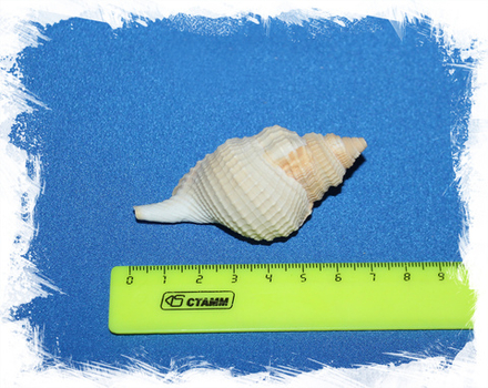 Дисторсио Ретикулата, 3-6см, 1шт